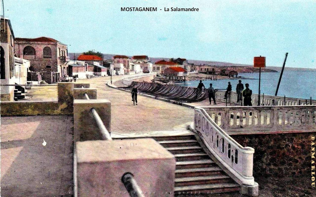 Mostaganem - Salamandre_3.jpg